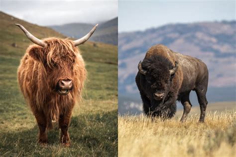 difference between yak and bison